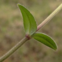 Cerastium fontanum Baumg.